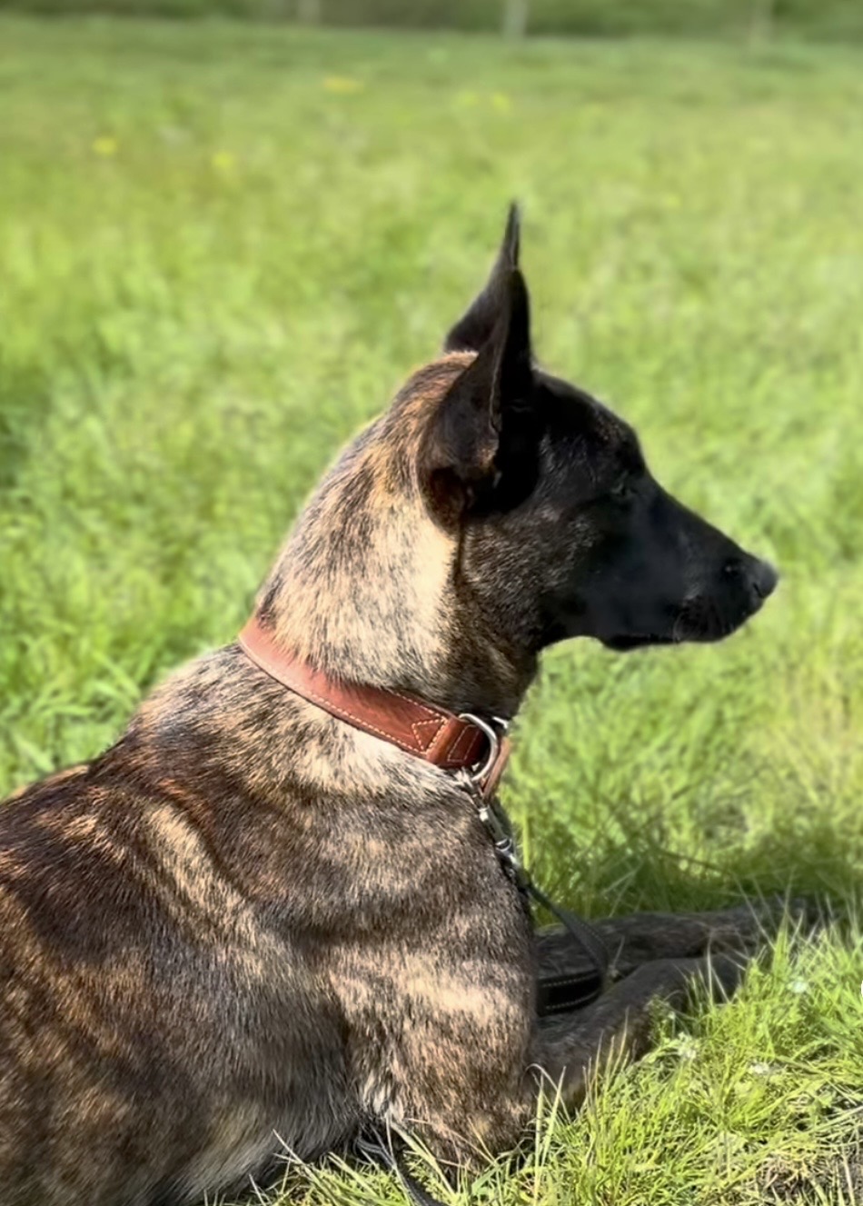 Taja, der Camp-Hund